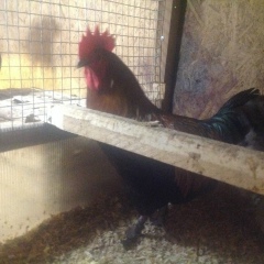 Елена Александровна, 06.03.1975, Москва