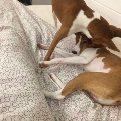 Игорь Осипов, Санкт-Петербург