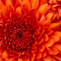 Nigar Aliyeva, 01.01.1992, Баку