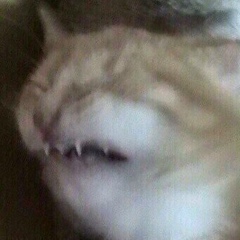 Кристина Волкова, 15.01.1995, Москва