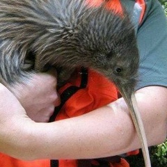 Игорь Масутацу, 22.08