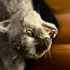 Ruslan Chagaev, 31.05.1991, Алматы