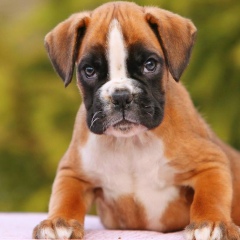 Тим Романов, Москва