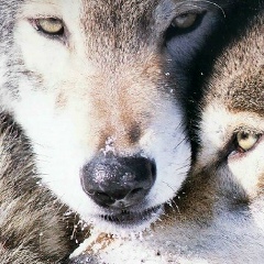 Олег Тарасов, 19.12.1990, Rotterdam