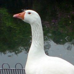 Андрей Жаров, 09.11, Москва