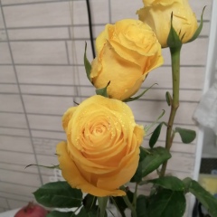 Амина Гиззатова, 05.06, Ижевск