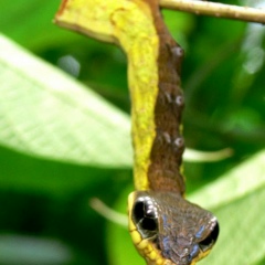 Наталья Евграфова, 19.12.1989, Москва