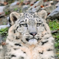 Антон Бугреев