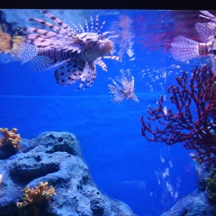 Kyaw Gyi, 10.04.1999, Yangon