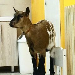 Татьяна Бойко, 03.11.1986, Москва