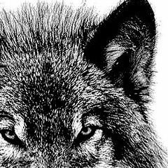 Abubakar Dovletoukaev, 14.04.1986, Москва