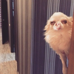 София Джиджавадзе, 01.01, Москва