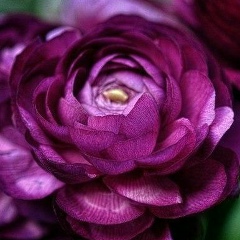 Kunsulu Tubekbaeva, 09.06.1987, Шетпе