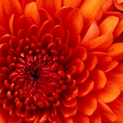 Садиг Ахмедов, Баку