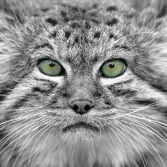 Максим Кузнецов, 06.01.1984, Пермь