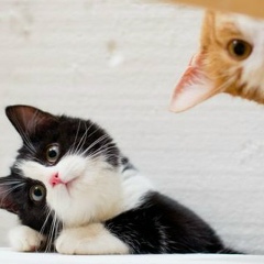 Ксения Курносова, 27.06, Москва