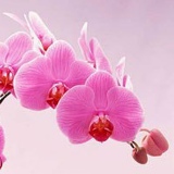 Елена Исаченкова (Майборода), 30.09.1976, Санкт-Петербург