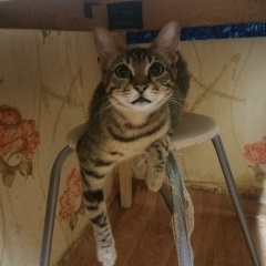 Тимур Ахмедов, 23.04.1991, Ковров