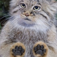 Валерьевич Чунихин, Санкт-Петербург