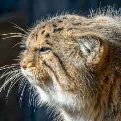 Тимофей Шаховал, Красноярск