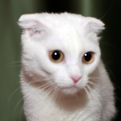 Ирина Прокопенкова, 17.12, Санкт-Петербург