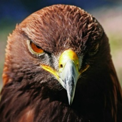 Казбек Асхабов, 08.06