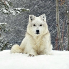 Баха Кожбанов, 29.06.1981, Жанаозен