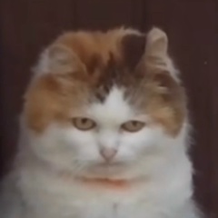 Алла Добычина, 16.10.1989, Москва