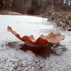 Семён Шеховцов, 13.03.1990, Дмитриев