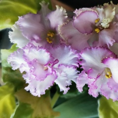 Татьяна Ларионова, 08.01, Монино