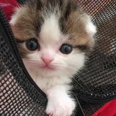 Денис Колосов, 21.02.1985, Ревда