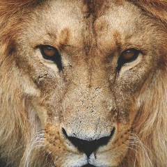 Александр Артёменко, Тюмень