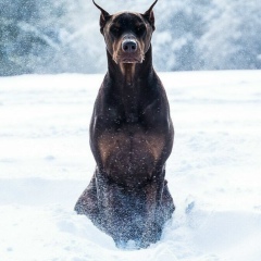 Кубаев Айболат