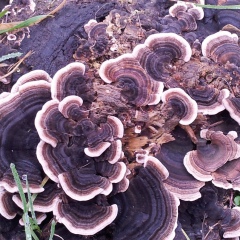 Alla Heitz, 09.02.1985