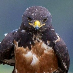 Василий Недялков, 04.07.1988