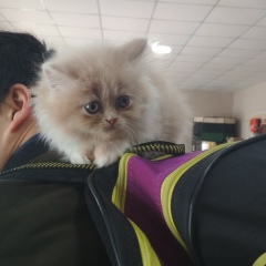 Лаура Иманакишева, 17.03.1992, Караганда