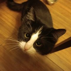 Vito Corleone, 29.04, Москва