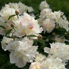 Светлана Берлизева, 17.07, Курчатов