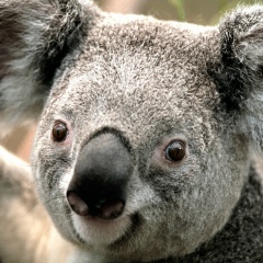 Саша Крутов, 10.04.2003, Андреевская