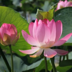 Алла Тюленева, 02.05.1977, Курск