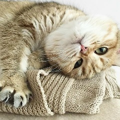 Марина Гожа, Ровно