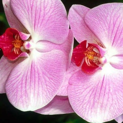 Елена Великая, Ставрополь