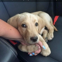 Олесь Гончар, 28.11, Киев