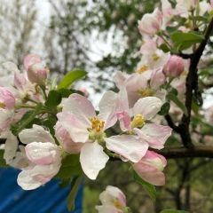 Шадиярова Райля, 27.12.1986, Астана