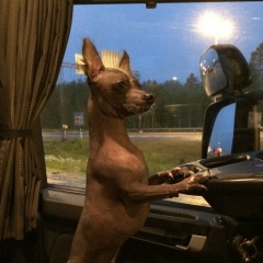 Вовчик , Всеволожск