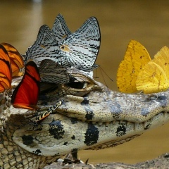 Евгений Фальковский, 30.06.1980, Санкт-Петербург