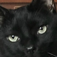 Евгений Держивицкий, Санкт-Петербург