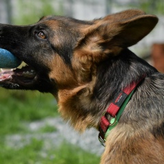 Екатерина Сухопарова, Архангельск