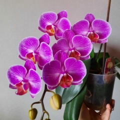 Евгения Блинова