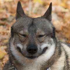 Анастасия Дмитриева, 08.12